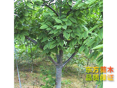 生态园用做果3-8公分梨树