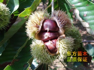 燕红板栗