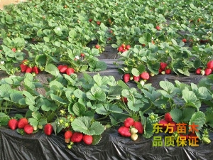 草莓苗