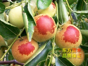 冬枣