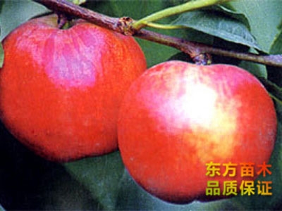 东方红油桃