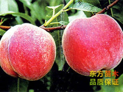 中华沙红桃