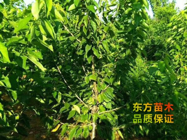 樱桃苗