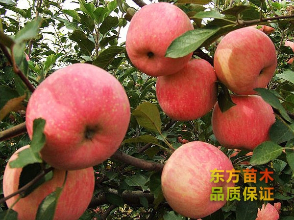 山东果树苗种植基地讲解苹果套袋的原因