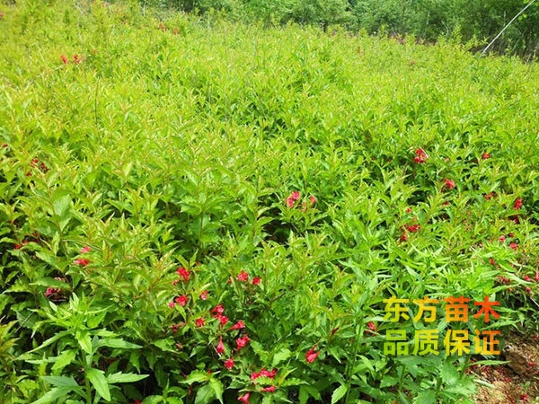 红王子锦带