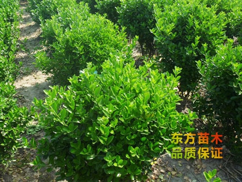 冬青球