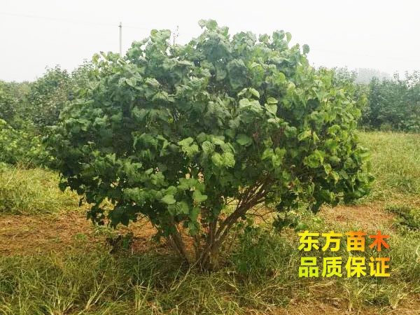 丛生丁香