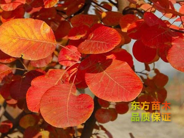 黄栌