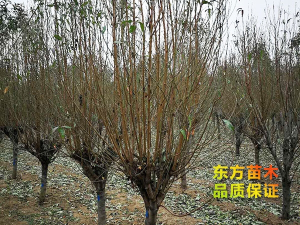 龙柱碧桃