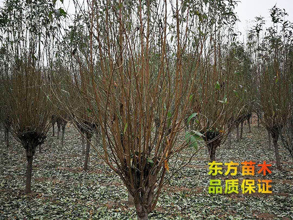 龙柱碧桃
