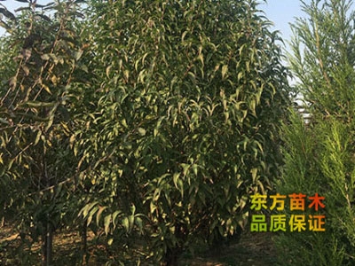 龙柱碧桃