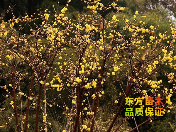 腊梅