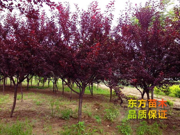 红叶李