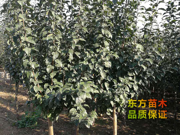 西府海棠