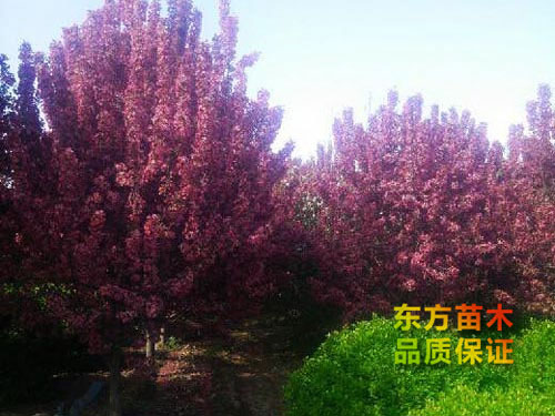 北美海棠