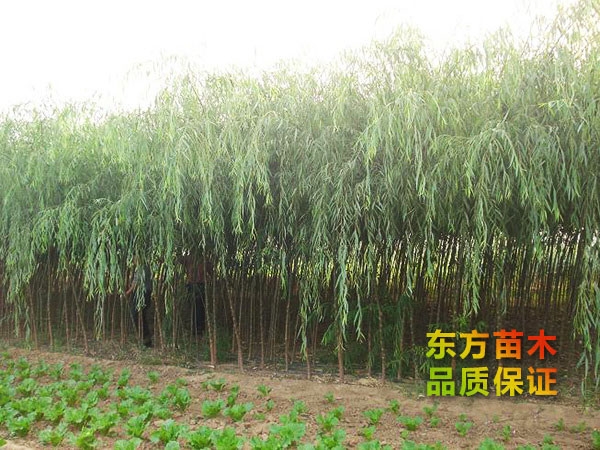 垂柳