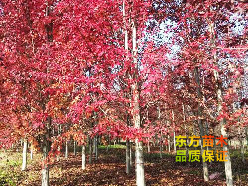 美国红枫