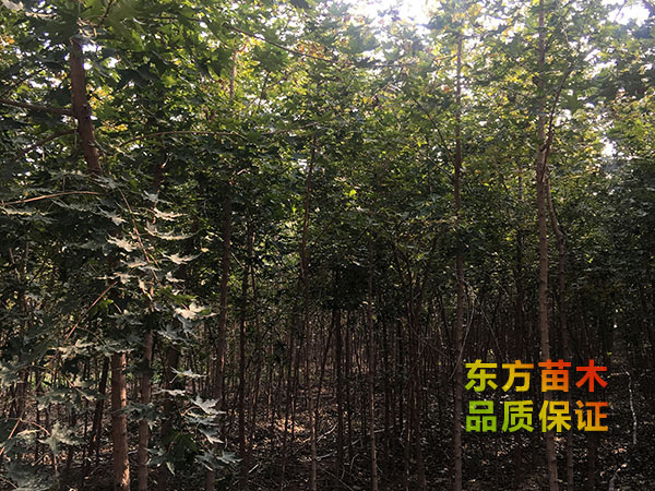 戳我试试 戳我试试