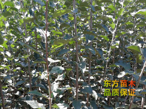 山东果树苗种植基地