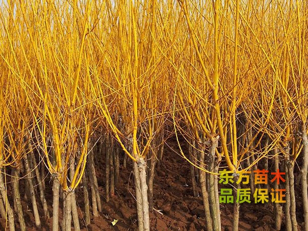 金枝槐