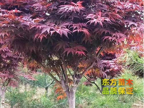 红枫