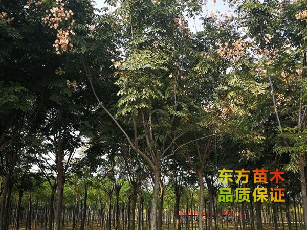 栾树