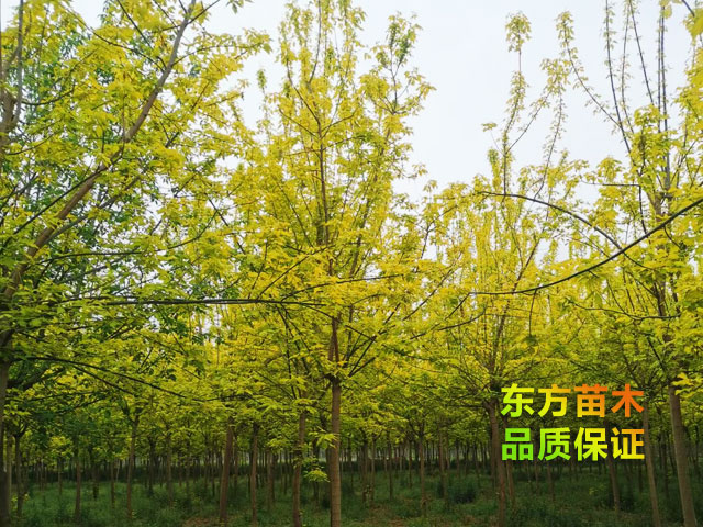 金叶复叶槭