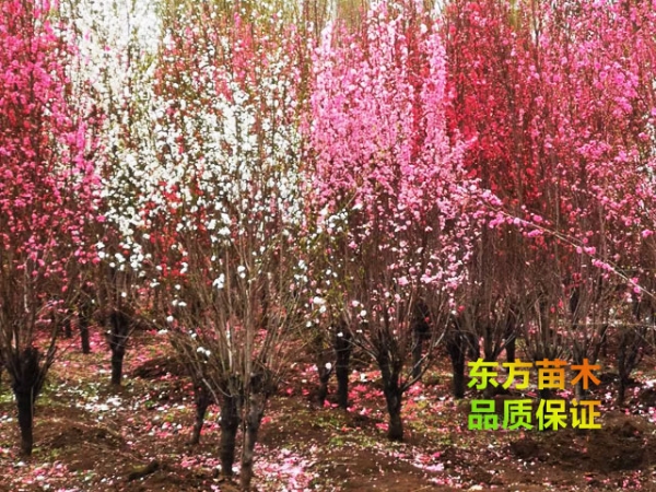 龙柱碧桃