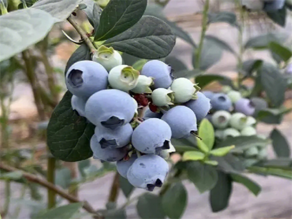 薄雾蓝莓